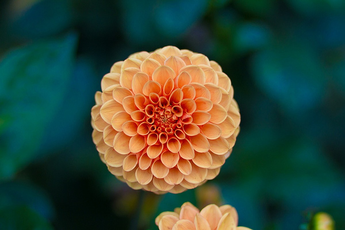 A close view of an orange flower against a dark green background.